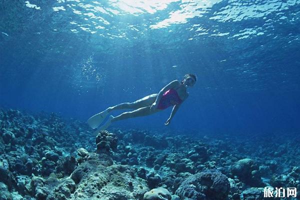 菲律宾海妖潜水住宿环境+潜水课程