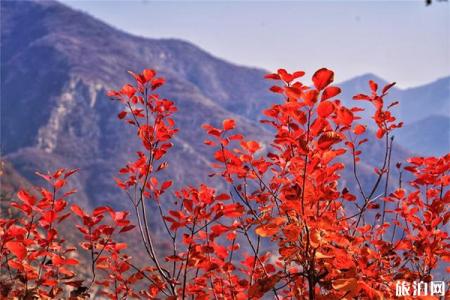 北京自驾坡峰岭怎么走 坡峰岭红叶节2019年开始时间