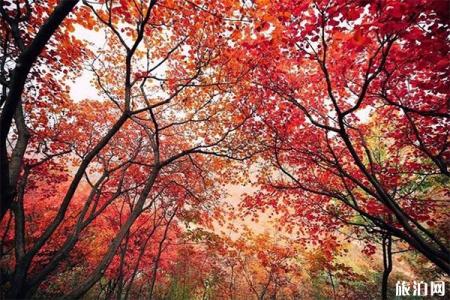 北京自驾坡峰岭怎么走 坡峰岭红叶节2019年开始时间