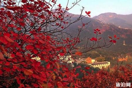 2019北京坡峰岭红叶节一般几号到几号+票价+交通