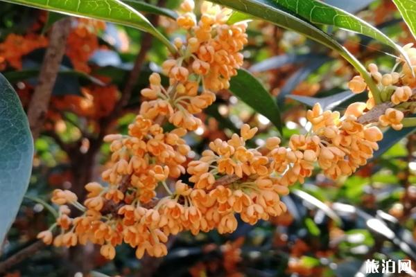 上海桂花什么时候开花 上海赏桂花去哪里