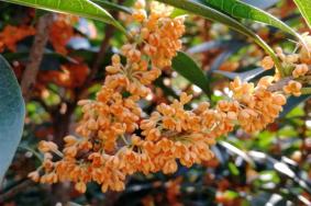 上海桂花什么时候开花 上海赏桂花去哪里