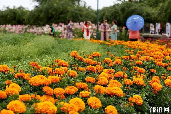 2019北京菊花文化节在哪里 附菊文化节活动内容