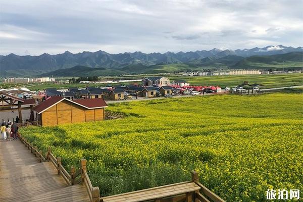 门源青石嘴镇看油菜花海怎么样 自驾游交通路线