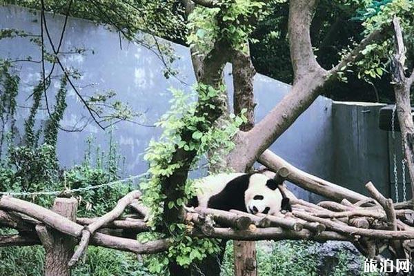 南京红山森林动物园 南京红山森林动物园攻略 南京红山森林动物园怎么走