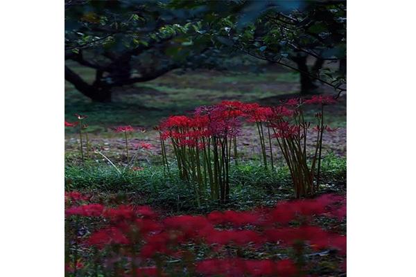 北京此岸花甚么时候着花 正在那里能够睹到此岸花