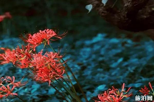 南京彼岸花什么时候开花 在哪里可以见到彼岸花