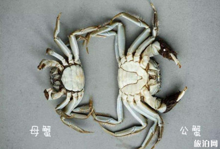 如何挑选螃蟹肥瘦 死螃蟹能吃吗有没有毒