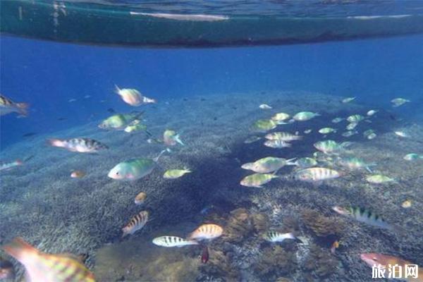 巴厘岛蓝梦岛潜水价格 蓝梦岛跟图兰本哪一个潜点好