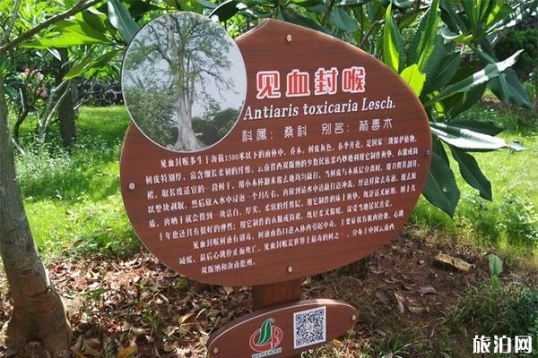 湛江南亚热带植物园有什么好玩的 参观攻略