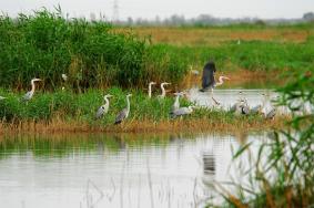 沙湖观鸟什么时候去最好 什么时候去沙湖最好