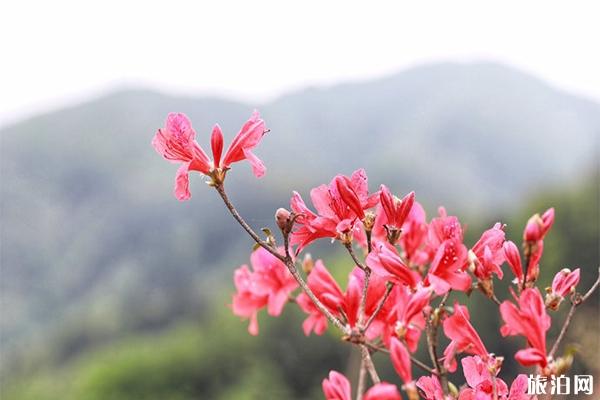 新化有什么好玩的 新化景点推荐