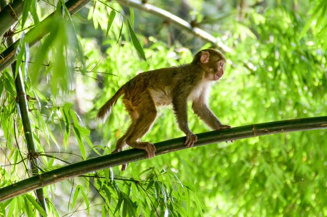 黔靈山公園游玩攻略 黔靈山公園旅游攻略