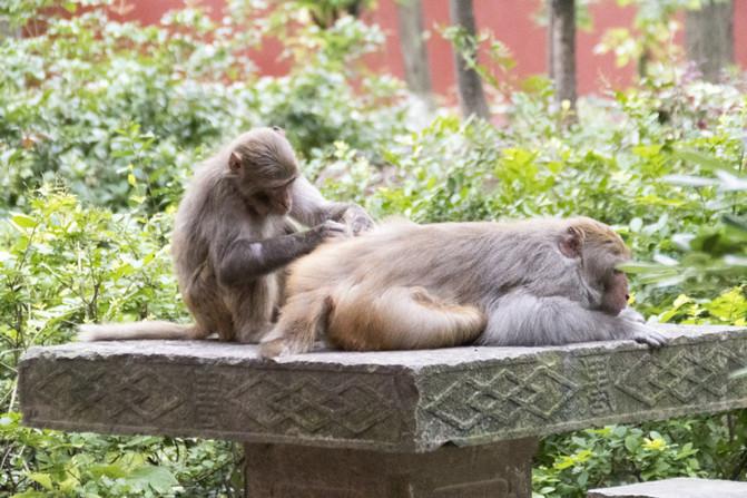 黔靈山公園游玩攻略 黔靈山公園旅游攻略