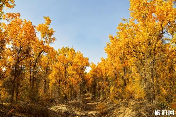 新疆有哪些秋季绝美胡杨林