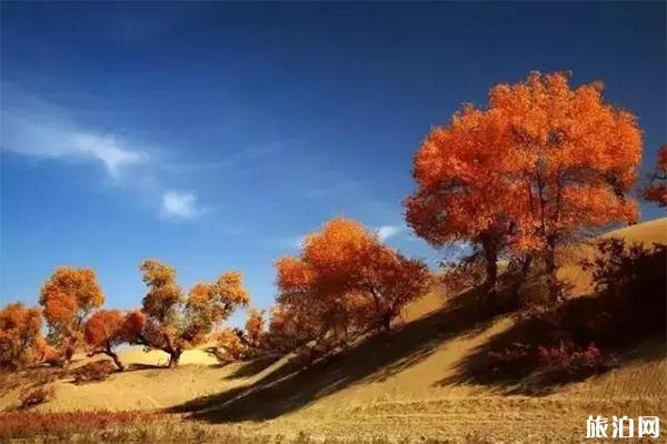 新疆有哪些秋季绝美胡杨林