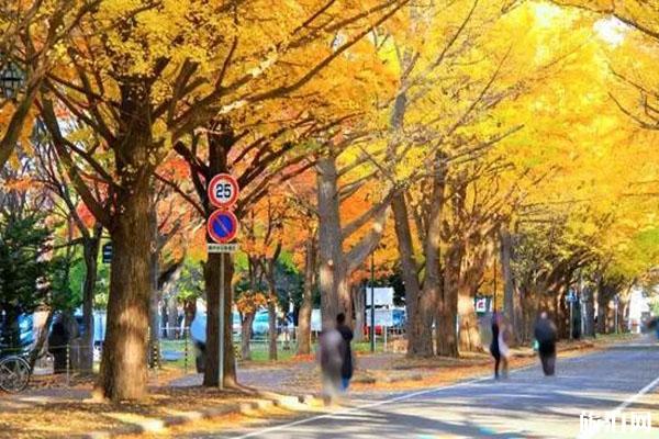 日本银杏树最多的地方推荐