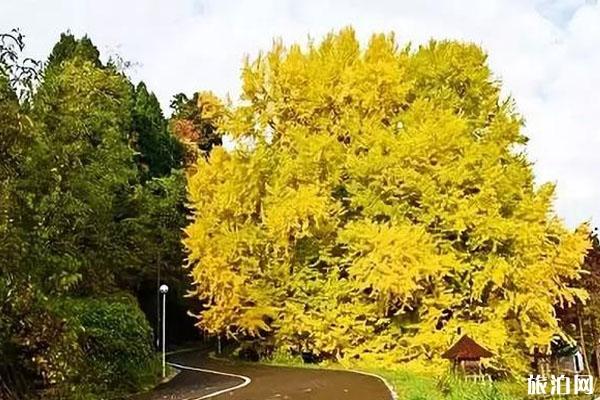 日本银杏树最多的地方推荐