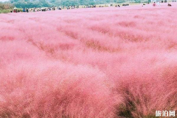 无锡粉黛乱子草在哪里 拈花湾梵天花海花期