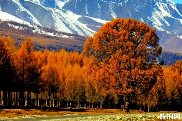 什么季节去新彊旅游好 秋天去新疆可以看见什么
