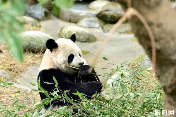 2019年国庆节成都大熊猫繁育基地限行吗+绕行路线