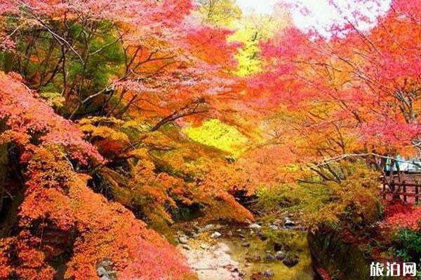 日本看红叶的小众旅游景点推荐