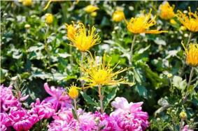 郑州园博园国庆节门票+活动内容+菊花展2019