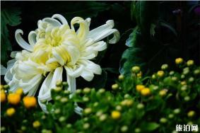 太原第29届菊花展 时间+地点+观赏指南