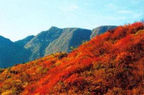 嵩山秋季红叶观赏
