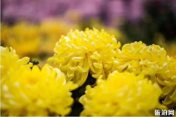 2019洛阳王城公园菊花展时间+地点+门票+介绍
