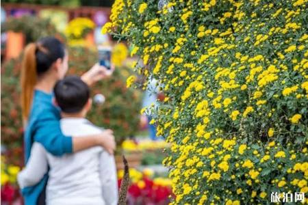2019洛阳王城公园菊花展时间+地点+门票+介绍