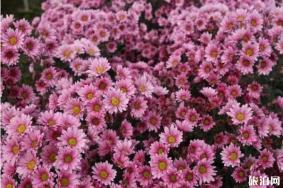 2019年湖熟菊花展门票价格+时间+地点+活动介绍