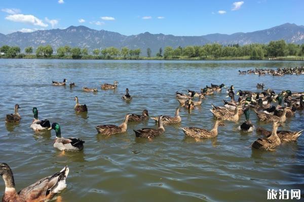 野鴨湖濕地公園在哪里 野鴨湖濕地公園什么時候去最好