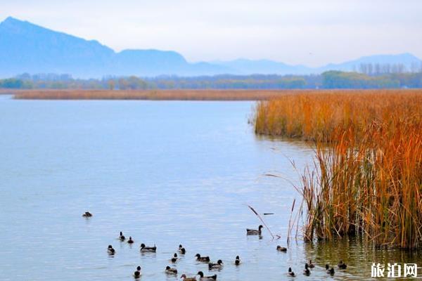 野鸭湖湿地公园好玩吗 北京野鸭湖湿地公园游玩攻略