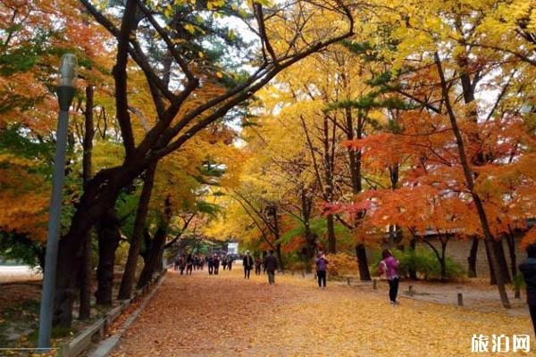韩国首尔看枫叶最佳时间 首尔秋天哪里可以看枫叶