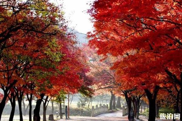 韩国首尔看枫叶最佳时间 首尔秋天哪里可以看枫叶