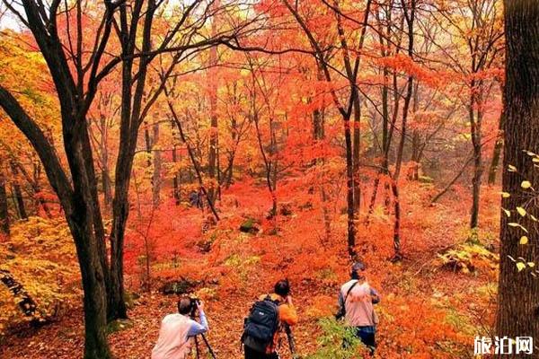 2019年天橋溝楓葉節(jié)門票+時間+地點+介紹