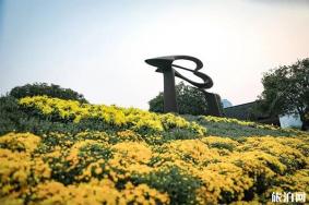 杭州钱塘新区高教西公园菊花展+菊花领取方式