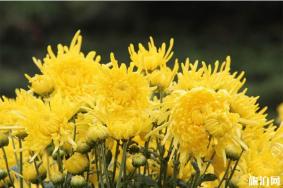 2019长寿湖菊花展门票+时间+地点+交通+介绍
