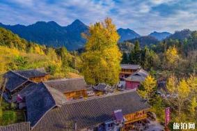 湖北银杏树景点在哪儿看