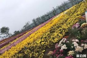 2019白马湖菊花展开展时间+地址+活动介绍