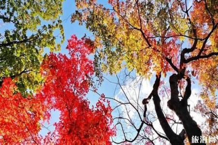 2019哈尔滨阿城金龙山红叶节时间+交通+门票+介绍