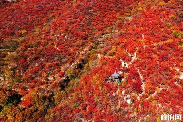 2019坡峰岭红叶节时间+地点+交通+活动内容