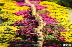 鸠兹古镇晚上开放吗 附鸠兹古镇2019菊花展信息+开放时间