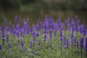 沈阳赏花的都有哪些地方 沈阳秋季赏花攻略