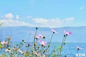 大理哪里格桑花海好看