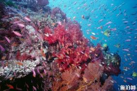 所罗门群岛潜水季节 所罗门群岛潜水怎么样