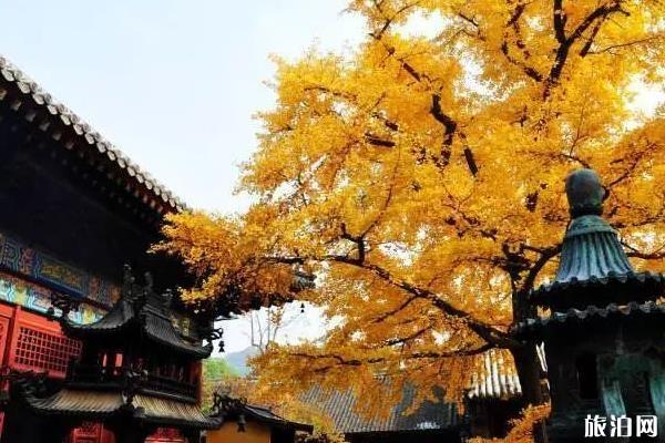 北京五塔寺秋季旅游攻略
