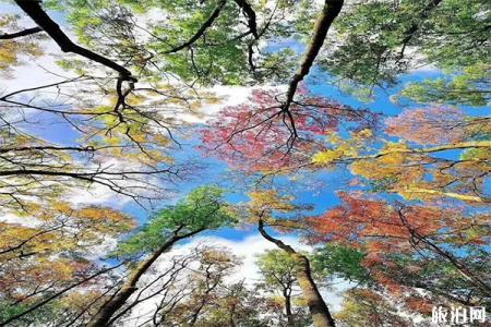 太白县2019红叶节10月16日开启 附活动时间安排+优惠门票