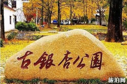 2019十里古银杏长廊最佳时间 十里古银杏长廊什么时候最好看 2019十里古银杏长廊最佳时间 十里古银杏长廊什么时候最好看